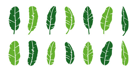 green banana leaf vector set tropical leaves summer plant organic nature illustration art graphic design island paradise beach holiday travel summer season vacation jungle natural tree vegan outline