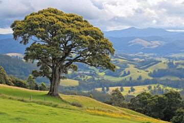 Poster - Scenic Australian Landscape Lone Tree Overlooking Rolling Hills and Mountains on a Cloudy Day