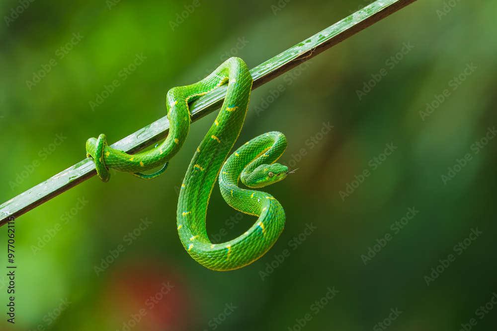 Snake Bothriechis lateralis, Green Side-stripe mountain Palm-Pitviper ...