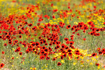 Wall Mural - Field with blossoming poppies. Summer. Close up