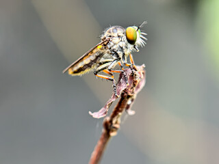 Close up of robber fly (Ommatius), macro shot of robber fly that perched on a wooden branch