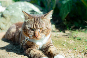 brown cat sunbathing in the yard