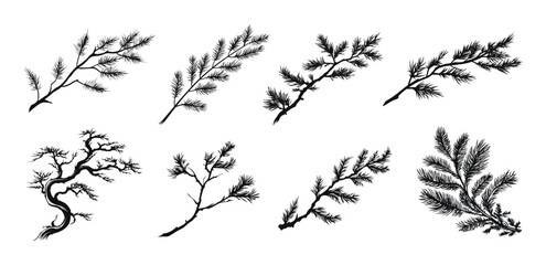 pine tree branches in different shapes and styles, vector illustration. detailed fir tree foliage wi