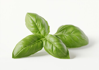 basil isolated on white