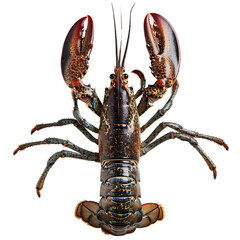 Top view of Canadian Lobster