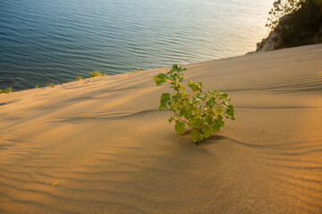 The very beautiful beach in Albania with sand dunes on the coast of the Adriatic Sea. Rana e Hedhun a nice spot Sand-Dune. 