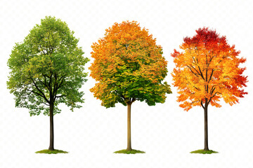 autumn fall season forest woods nature trees