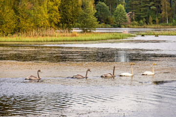 Poster - Whooper swans swimming in a woodland lake at autumn