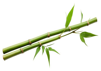 PNG Bamboo plant white background freshness.