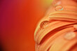 © Aldona - Close-up of a water droplet on an orange gerbera flower petal simple flower head