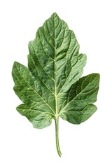 A single leaf with intricate details on a white background, suitable for use in botanical or scientific contexts