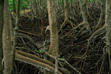 Wall Mural - close-up of mangrove root system in tropical wetland forest. coastal ecosystem supporting biodiversi