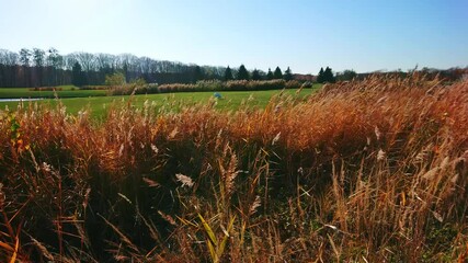 Poster - Silvergrass thickets on the pond in park