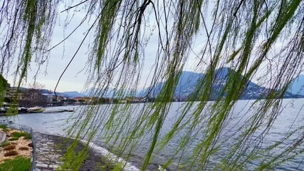 Wall Mural - Ceresio lakeside panorama through the willow, Lugano, Switzerland