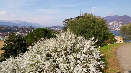 Poster - The flowering Parco Panoramico Paradiso, Lugano, Switzerland