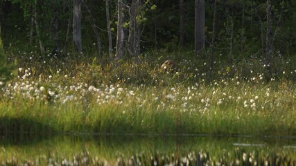 Wall Mural - finland wildlife. red fox, vulpes vulpes, beautiful animal on green vegetation, cotton grass flower,