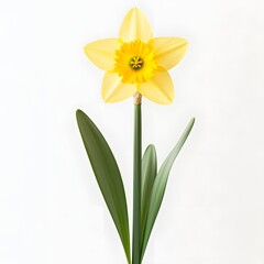 237. A single bright yellow daffodil isolated on a smooth white background