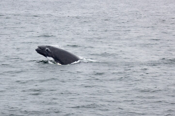 whale in water