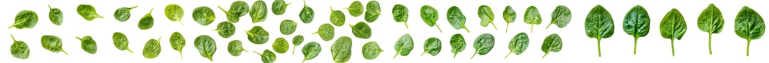 Poster - Isolated spinach leaves on white background (high details)