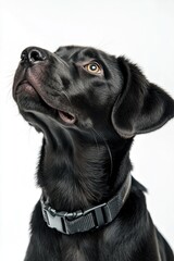 Service dog in training, isolated on white background, highlighting emotional support and special tasks