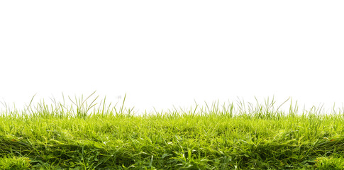 Green grass meadow isolated on white background