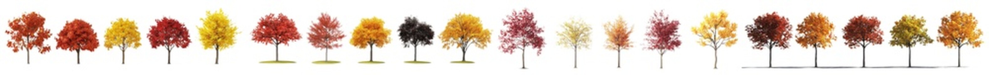 Poster - There are 6 different street autumn trees (Quercus rubra, platanus, maples) on a transparent background with perfect cutouts.