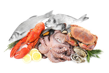 Wall Mural - Fresh raw octopus and different sea food isolated on white, top view