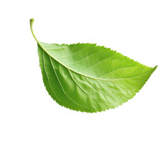 A leaf is shown in its natural form, with a white background