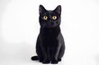 © mangolovemom - A black cat with yellow eyes is laying on a white background