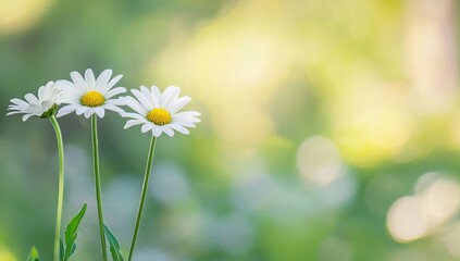 Poster - Stunning sunset with heart-shaped white daisies and chamomile flowers. A beautiful landscape with a romantic backdrop.