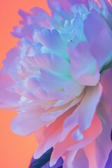 Wall Mural - On a pink background, a vibrant neon peony with delicate petals can be seen