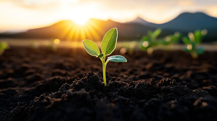 Wall Mural - A young green seedling emerging from dark soil with a vibrant sunrise in the background, representing growth and new beginnings in agriculture.