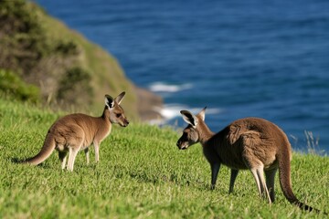 There is a kangaroo and joey on green grass with a beach background in the background