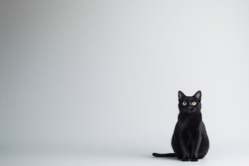 Full body Portrait of adorable black cat sitting alone surrounded by a white background providing ample copy space for an image. Kitty isolated in white studio with white floor and wall.