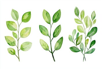 Poster - A set of watercolor tropical spring branches isolated on a transparent background, a bouquet greeting card or wedding invitation card, a clip art mockup for decoration.