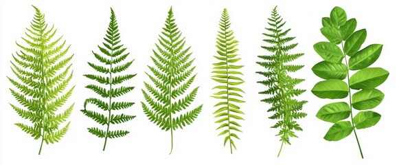 Poster - The leaves are natural and isolated on a transparent png background. There are varying types of plant botanicals.