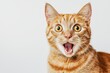 © Zaleman - Angry and surprised cat isolated on transparent png background with a funny and excited expression.