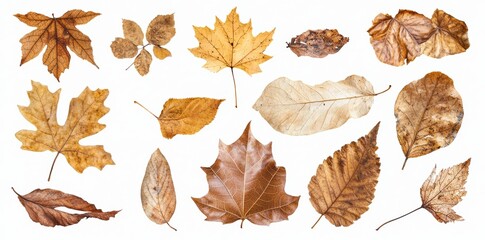 Poster - An image collection of natural brown dry leaves isolated on a transparent background. Each leaf is varying in shape, size, and color.