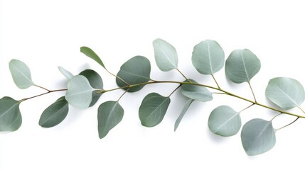 Eucalyptus On White. Isolated Tree Branch and Leaves Against White Background