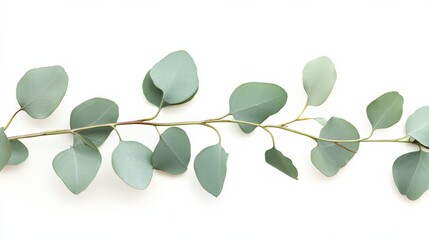 Eucalyptus On White. Isolated Tree Branch and Leaves in Nature Closeup