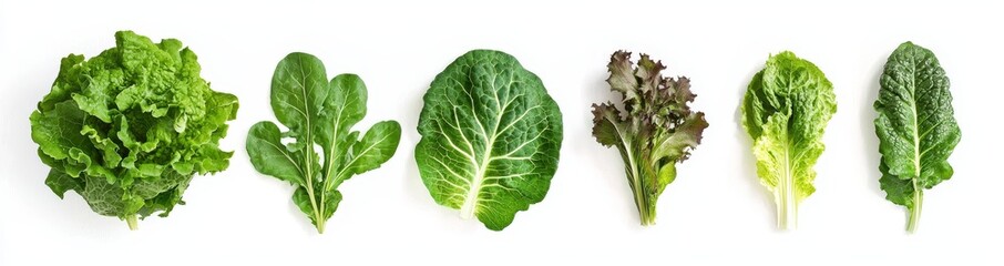 Poster - Green Cos lettuce leaves isolated on white background, flat lay presentation of fresh salad vegetables, healthy and organic.