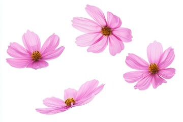 Poster - Floating petals of pink flowers in the air isolated on a spring background.