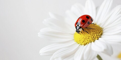 Sticker - A vibrant red ladybug rests delicately on a bright yellow daisy. This close-up shot highlights the beauty of nature and the intricate details of the insect and flower. Perfect for nature lovers. AI