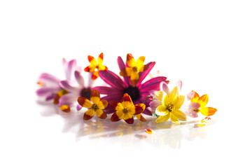 Poster - small bouquet of small multi-colored summer flowers