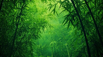 Poster - Green Bamboo Forest Wallpaper for Nature Enthusiasts