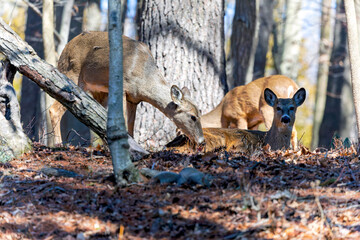 Wall Mural - the white-tailed deer or virginia deer (odocoileus virginianus) natural scene from wisconsin state f