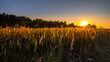 © gluuker - Long rays of the setting sun illuminate the thick, tall grass of the field with a warm light. Calm evening rural landscape in 16:9 format. Side view
