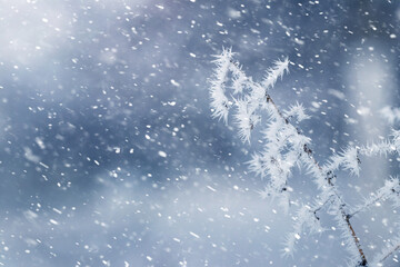 Sticker - winter background with frost covered tree branches during heavy snowfall on blurred background