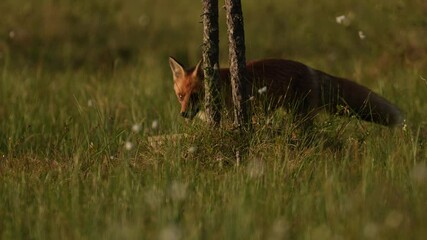 Wall Mural - finland wildlife. red fox, vulpes vulpes, beautiful animal on green vegetation, cotton grass flower,