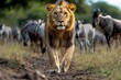 © Sanchai - Kenya lion walking confidently through the Maasai Mara, with wildebeest and zebras grazing nearby